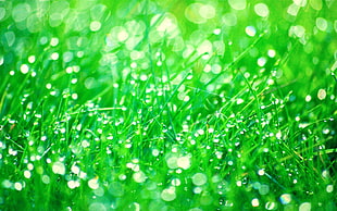 time lapse photography of water droplets on green grasslands HD wallpaper